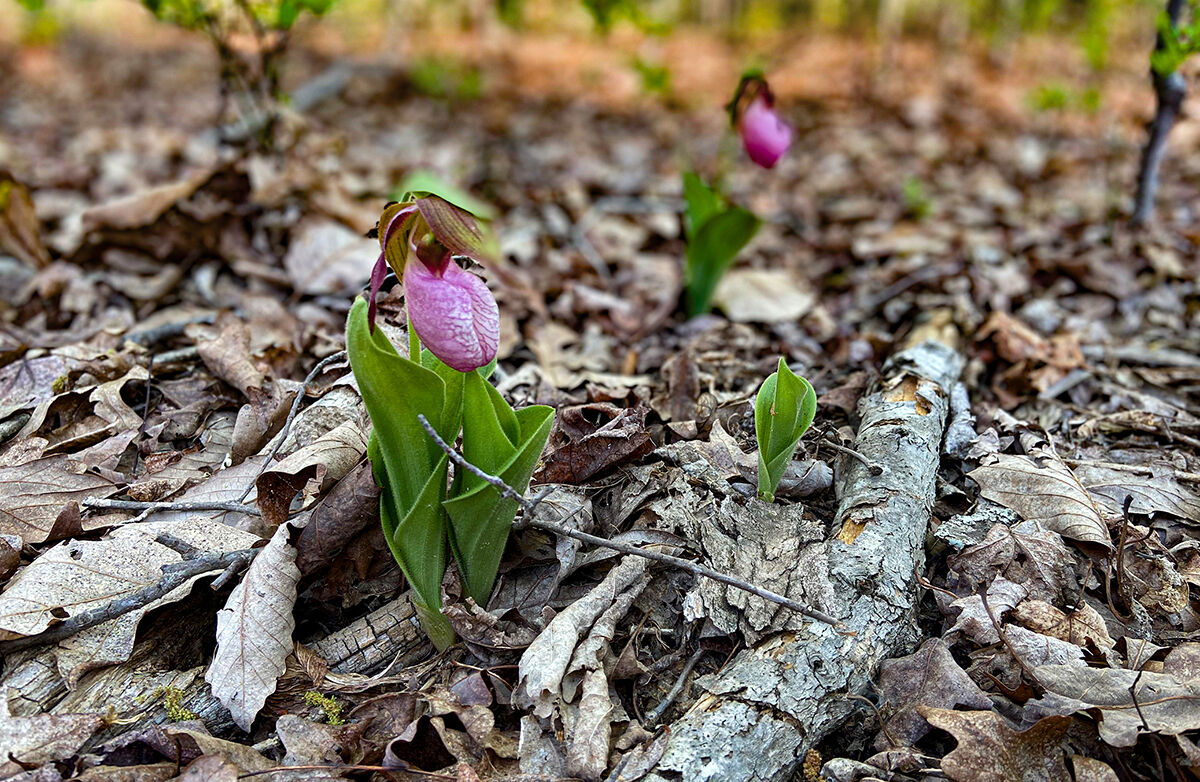 Lady's-slipper orchids